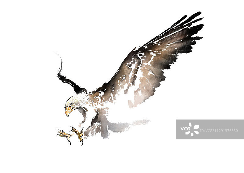 水墨画：白色背景上的猎鹰图片素材