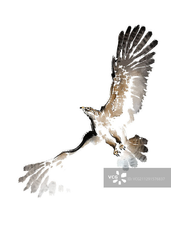 水墨画：白色背景上的猎鹰图片素材