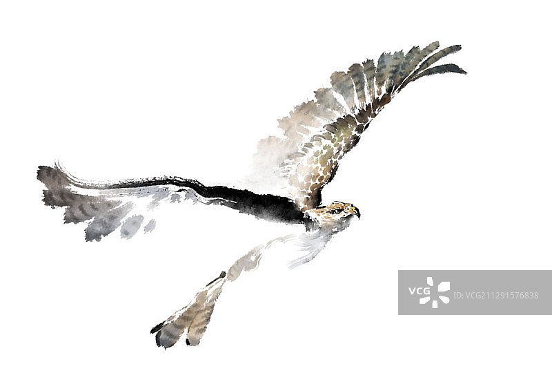 水墨画：白色背景上的猎鹰图片素材