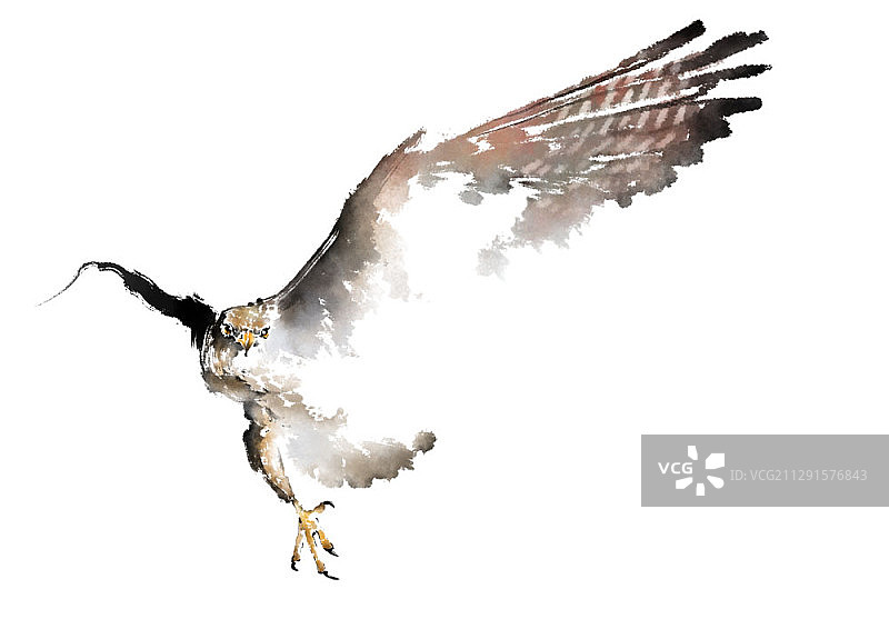 水墨画：白色背景上的猎鹰图片素材