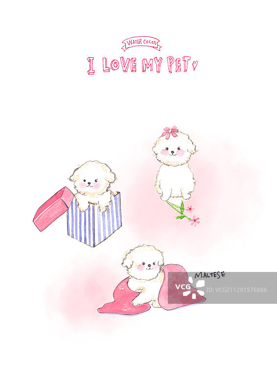 玩耍的马尔济斯犬插画图片素材