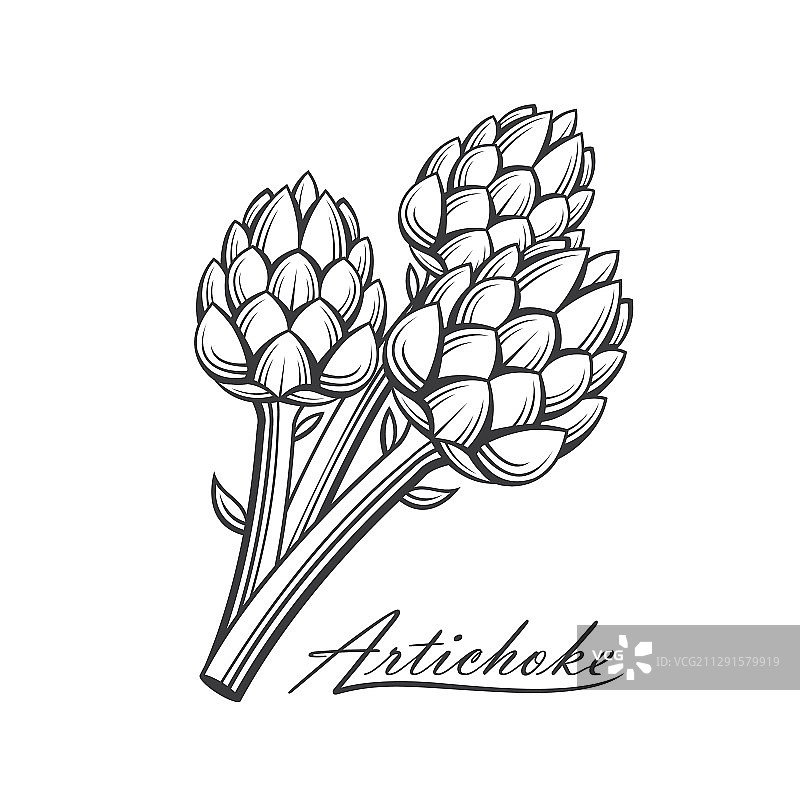 朝鲜蓟蔬菜图片素材