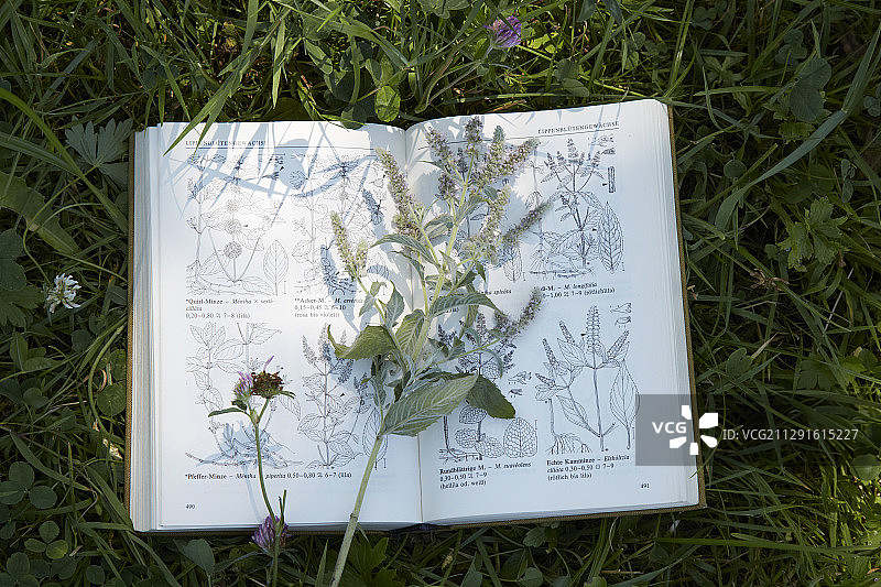 草地上植物识别书本旁边的薄荷枝图片素材