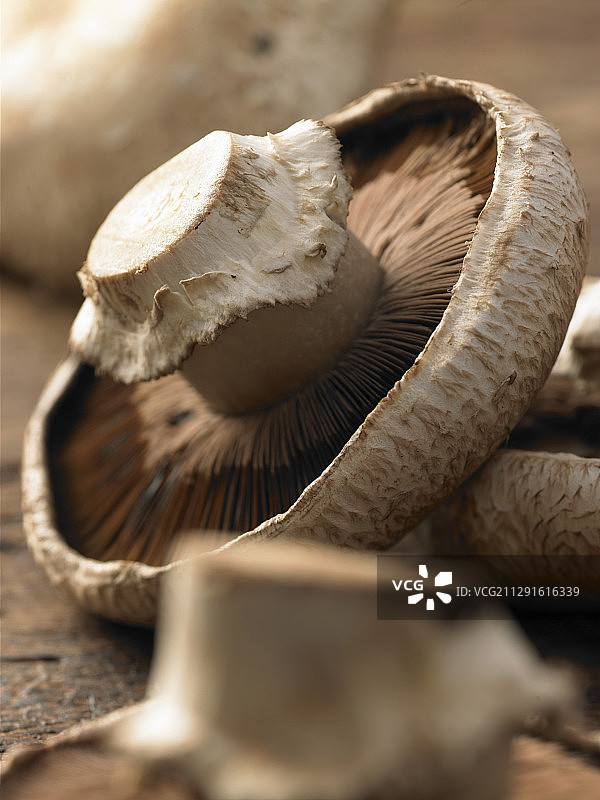 新鲜褐菇图片素材