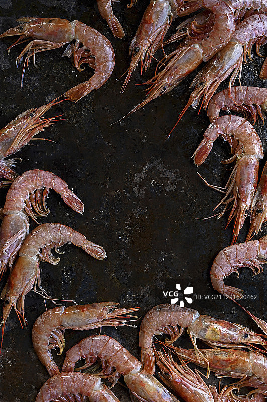 虾图片素材