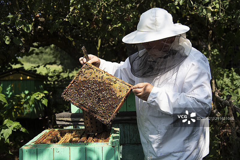 工作中的养蜂人图片素材