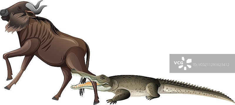 白色背景上咬着水牛腿的野生鳄鱼图片素材