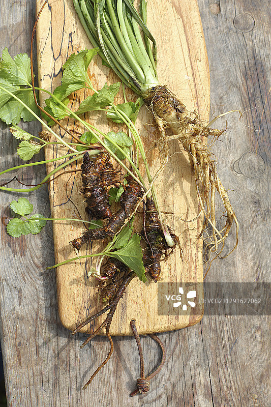 贝母和茶丝与根图片素材