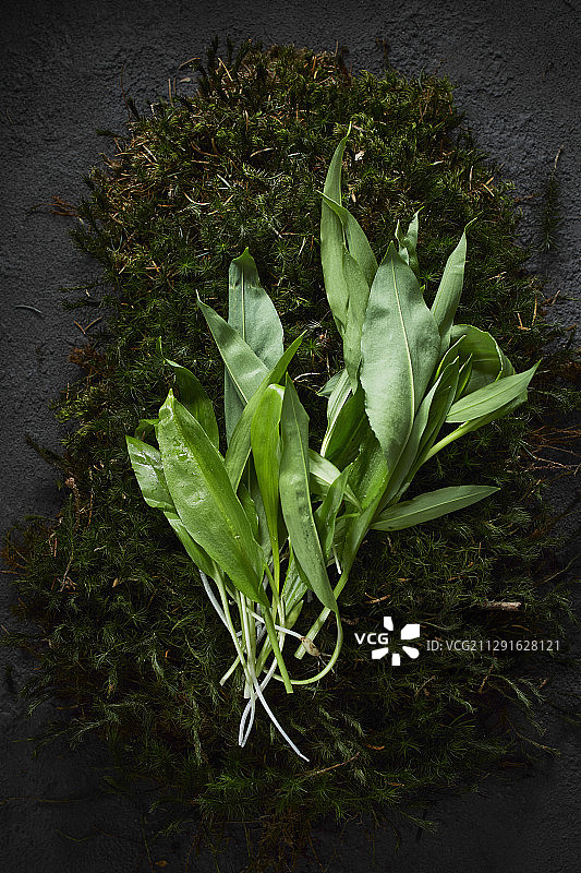 苔藓上的新鲜野生蒜图片素材