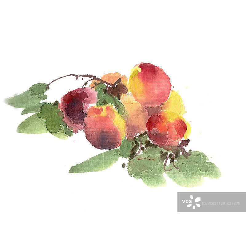 成熟的杏子图片素材