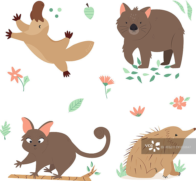 澳大利亚动物：鸭嘴兽、袋熊、针鼹图片素材