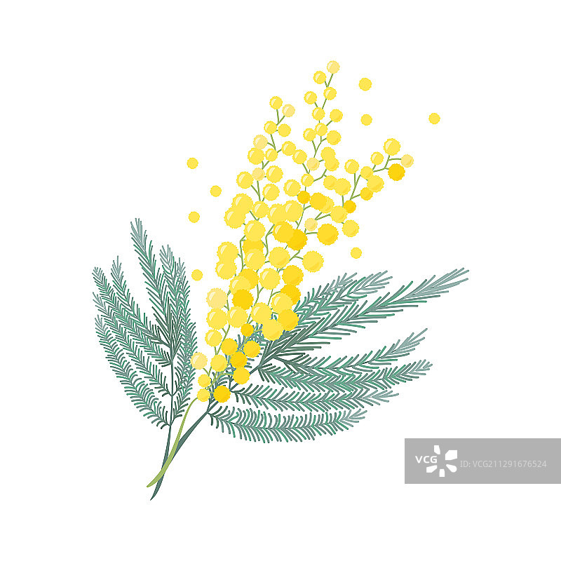 含羞草嫩枝三八妇女节标志图片素材