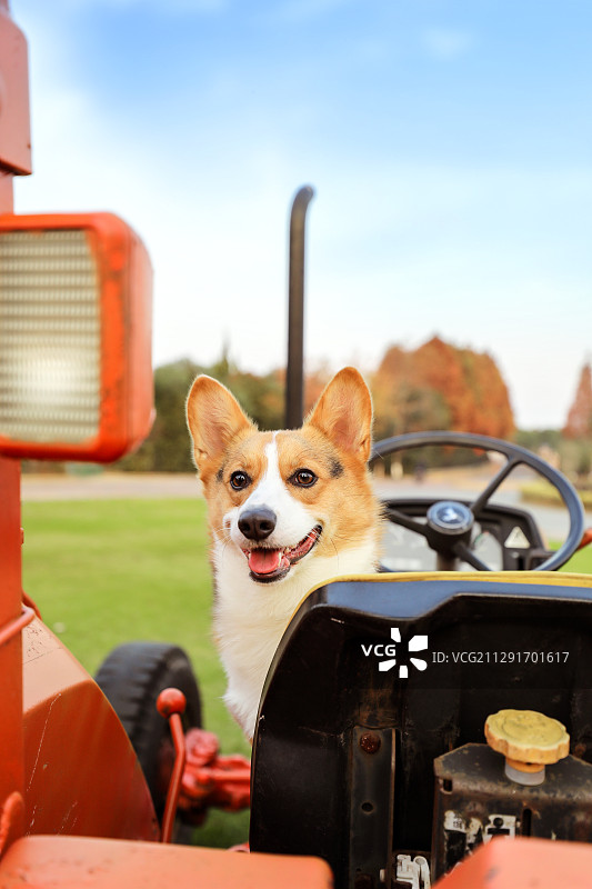 在拖拉机上玩耍的柯基犬图片素材