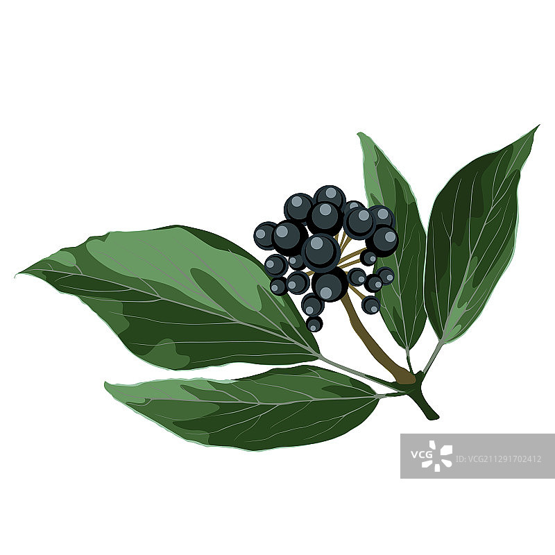 逼真手绘蓝莓枝图片素材