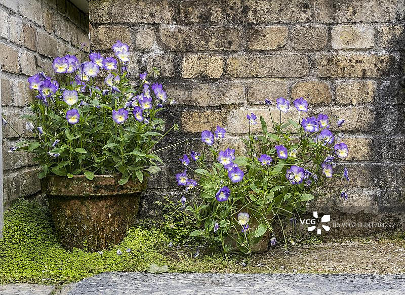 英国康沃尔海利根失落花园的园林细节图片素材