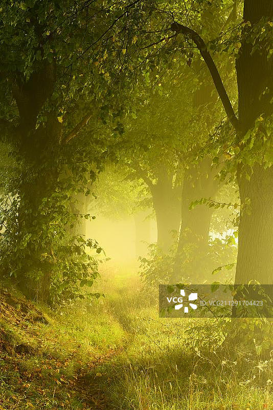 德国萨克森-安哈尔特州弗莱堡雾中菩提树林荫道图片素材