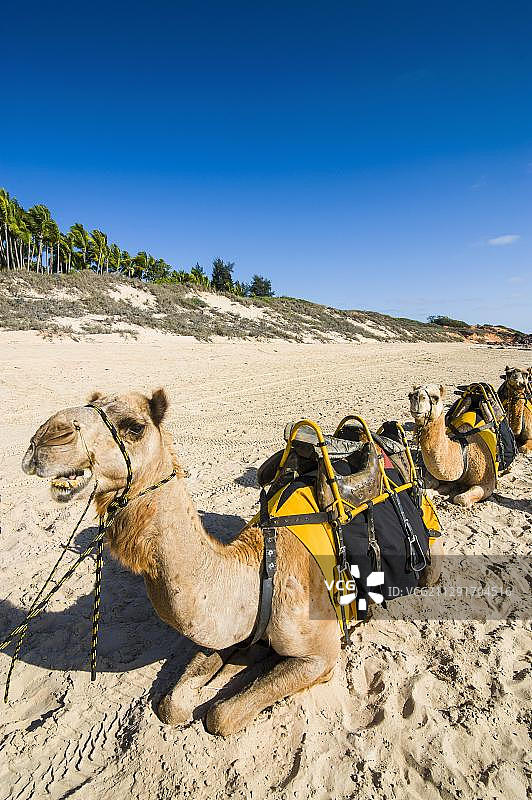 西澳大利亚布鲁姆有待客骆驼图片素材