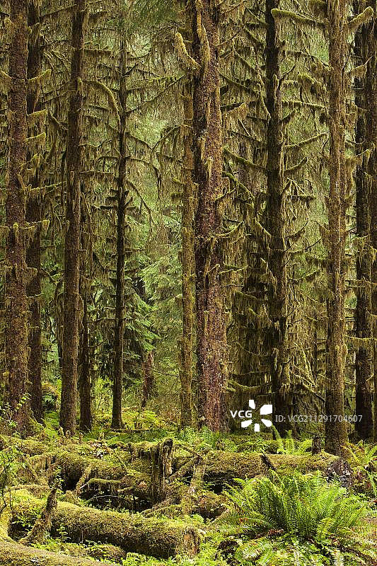霍河雨林，奥林匹克国家公园，福克斯，华盛顿州，美国，北美图片素材