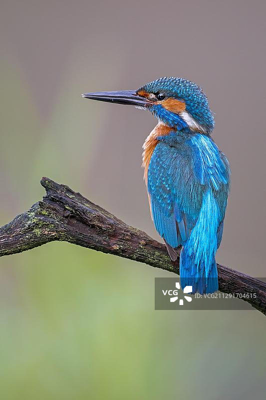 雄性翠鸟栖息在德国中部易北河图片素材