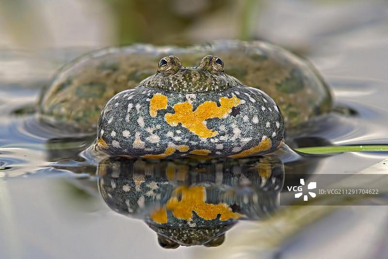 红腹铃蟾图片素材