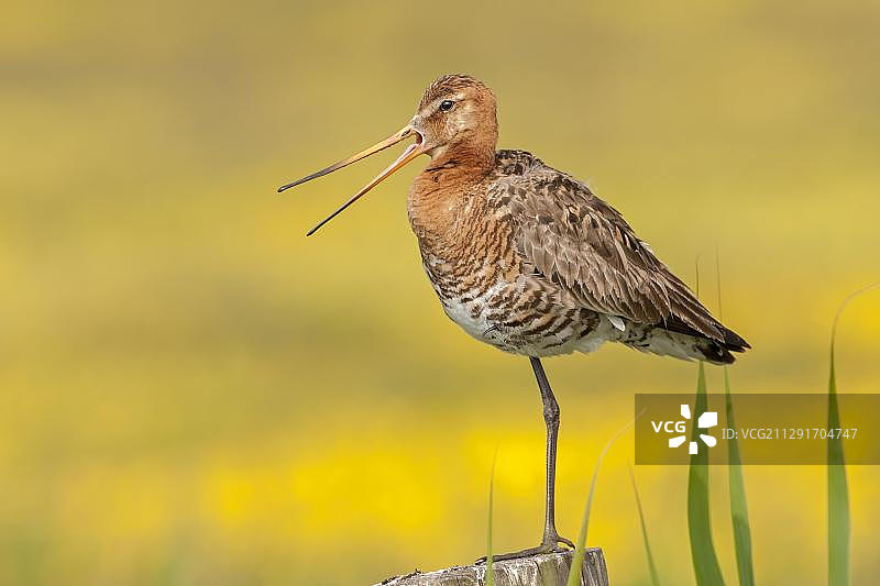 黑尾塍鹬，繁殖羽毛，鸣叫，荷兰泰塞尔图片素材