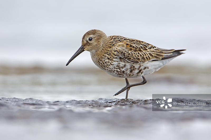 黑腹滨鹬在瓦登海滩涂觅食，德国梅克伦堡-前波莫瑞图片素材