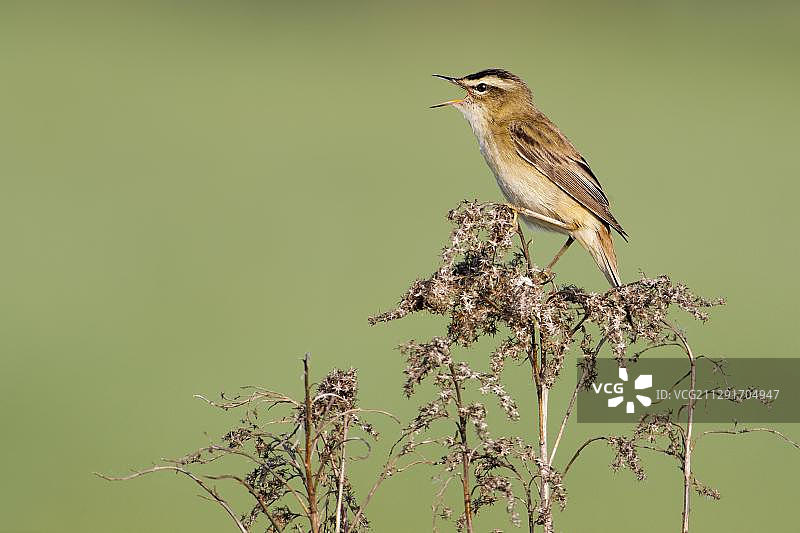 正在鸣叫的sedge warbler鸟，德国萨克森-安哈尔特州图片素材