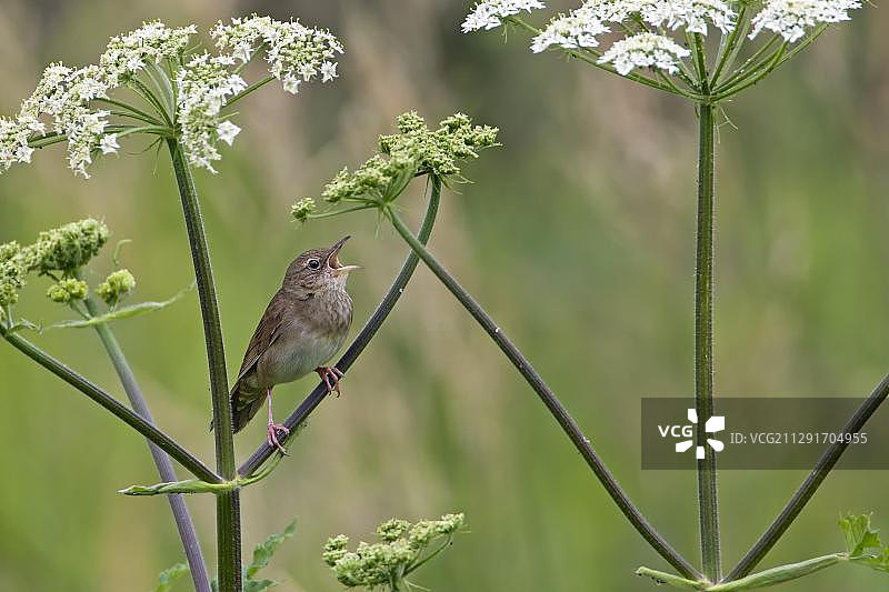 德国中部易北河生物圈保护区苇莺鸣叫图片素材