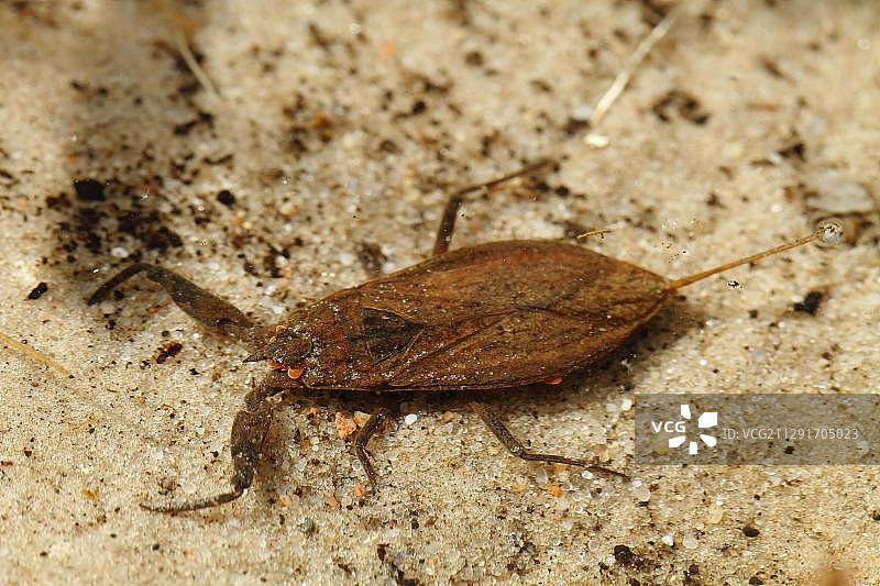 水蝎（Nepa cinerea），德国梅克伦堡湖区图片素材