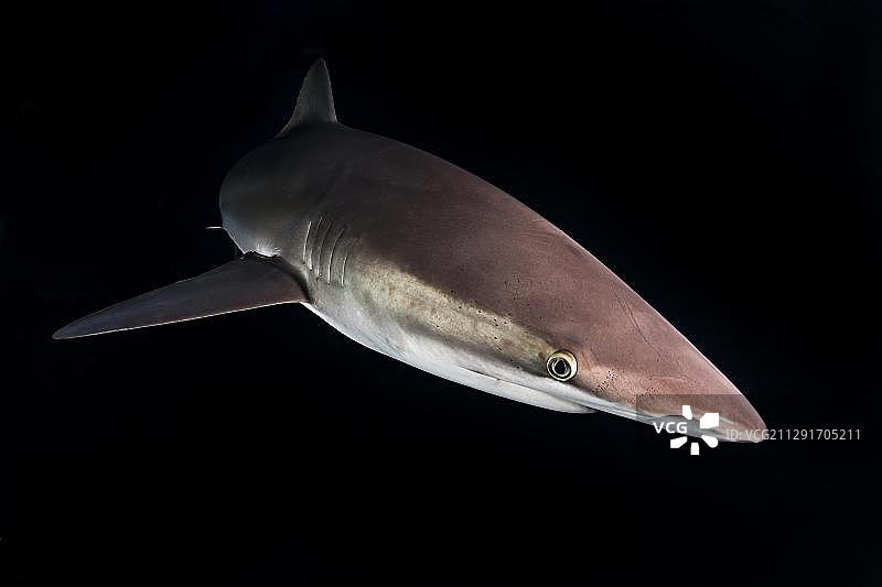 夜间丝鲨，墨西哥索科罗岛雷维利亚希赫多群岛蓬塔托斯卡，中美洲图片素材