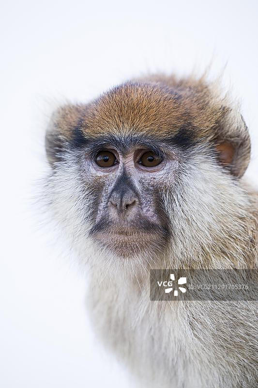 红疣猴（Erythrocebus patas），塞内加尔Djoudj国家公园，非洲图片素材