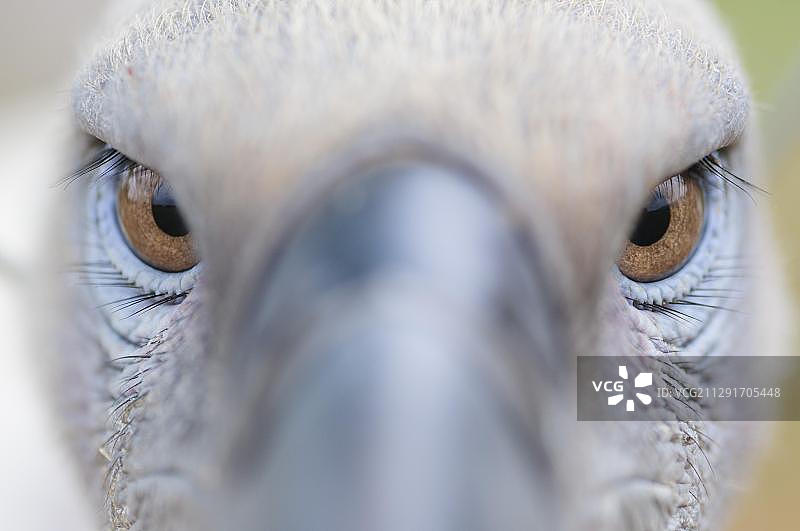 一只圈养的兀鹫特写，位于南非比勒陀利亚附近的兀鹫保护中心图片素材