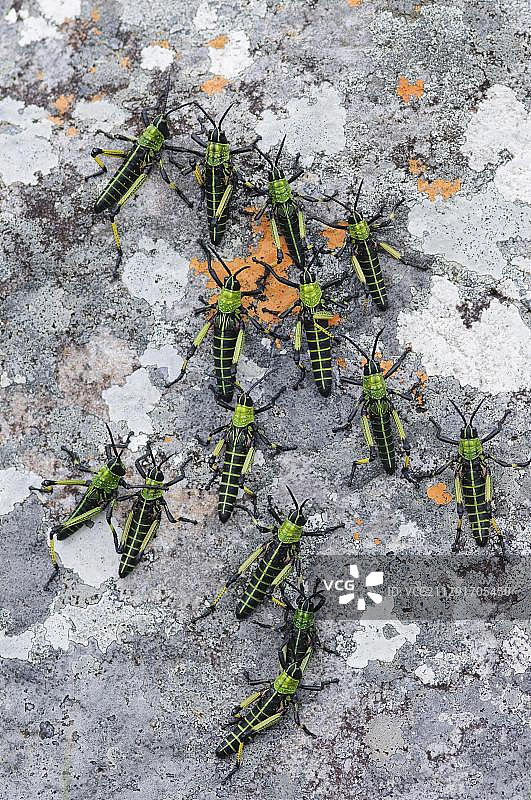 非洲东开普省姆坎巴蒂自然保护区：栖息在覆有苔藓岩石上的非洲绿蝗图片素材