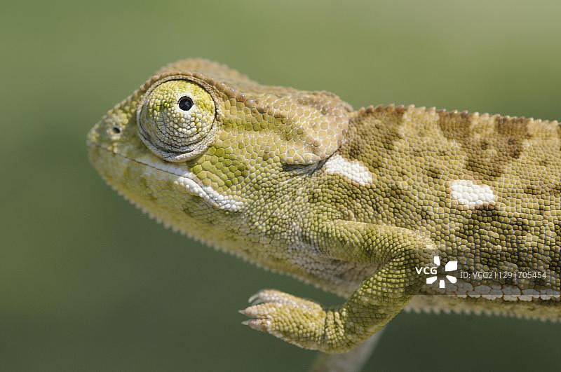 非洲博茨瓦纳奥卡万戈三角洲莫恩的扁颈变色龙(Chamaeleo dilepis)图片素材