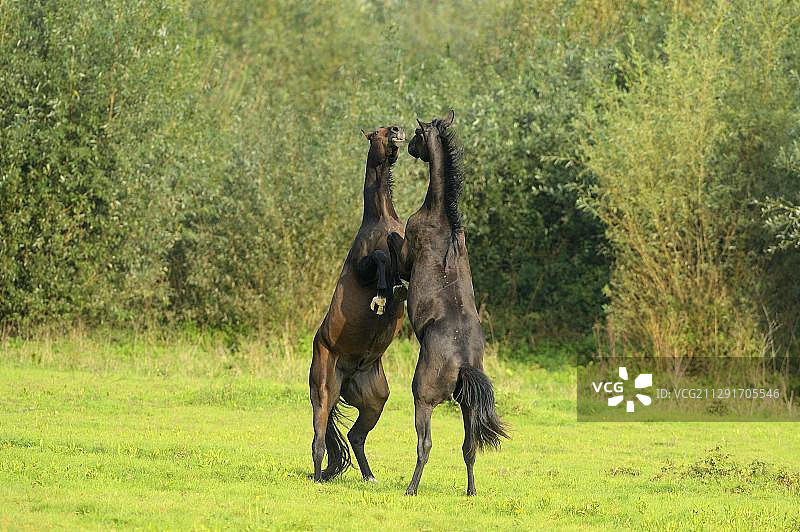 两匹年轻的马在德国北莱茵-威斯特法伦州的莱茵贝格争斗图片素材