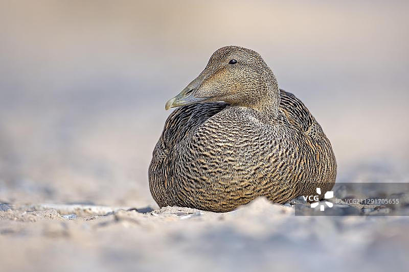 普通绒鸭（雌性），德国石勒苏益格-荷尔斯泰因州黑尔戈兰岛图片素材
