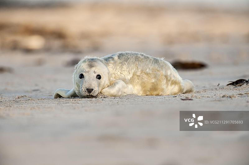 德国石勒苏益格-荷尔斯泰因州黑尔戈兰岛的幼年海豹图片素材