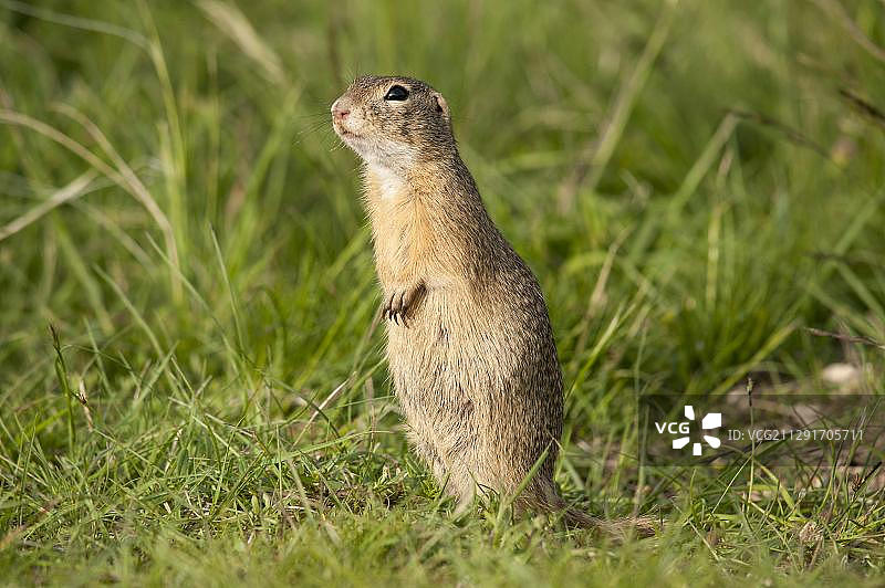 欧洲地松鼠，奥地利下奥地利州佩希托尔茨多夫图片素材