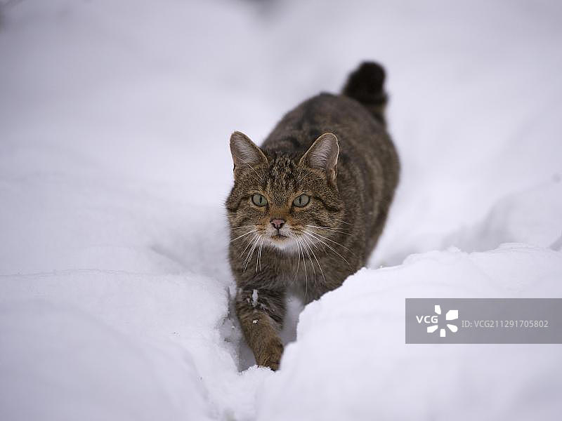 欧洲德国莱茵兰-普法尔茨洪斯吕克肯普费尔德的野猫图片素材