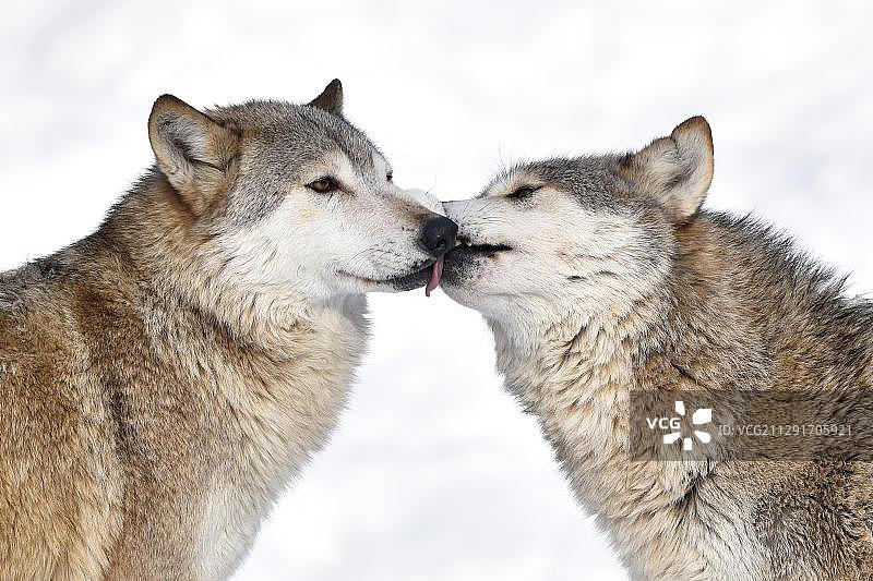 雪地里的西北狼欢迎问候图片素材