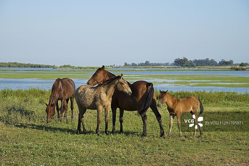 西班牙安达卢西亚科斯塔德拉卢斯多南那国家公园埃尔罗시오的野马图片素材