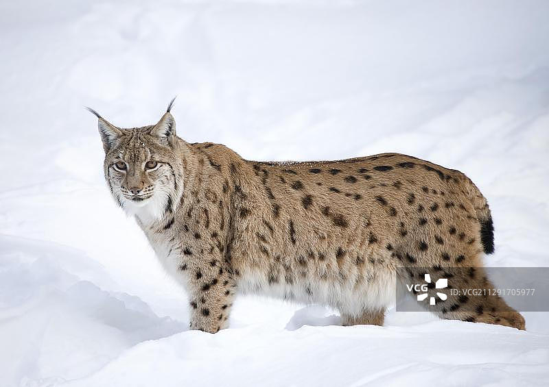 雪地里的欧亚猞猁，巴伐利亚森林国家公园，德国图片素材