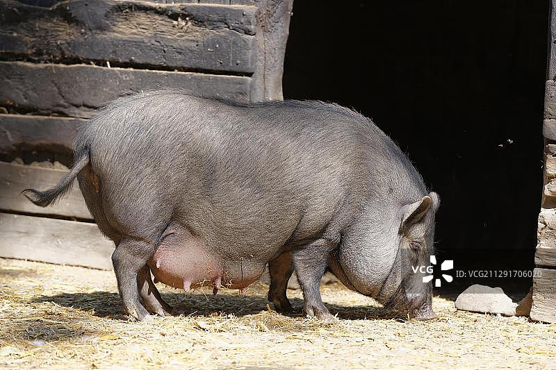 越南大肚猪，奥地利布尔根兰州帕姆哈根草原动物园图片素材
