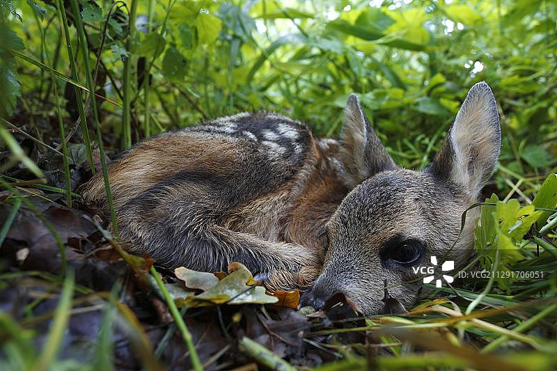 欧洲狍（Capreolus capreolus），小鹿，藏在地上，中部易北河生物圈保护区，萨克森-安哈尔特州，德国，欧洲图片素材