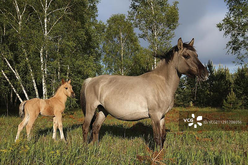 柯尼克马、母马和小马驹，奥拉宁鲍姆海德，萨克森-安哈尔特州，德国，欧洲图片素材