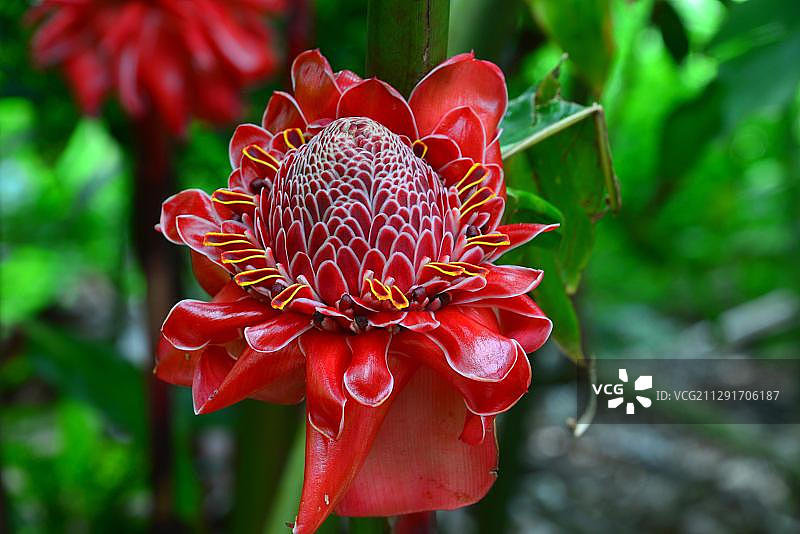 火炬姜花，留尼汪，非洲图片素材