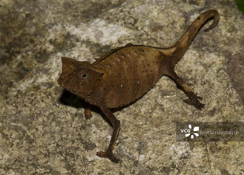 马岛东北部马洛杰基雨林中的棕色枯叶变色龙图片素材