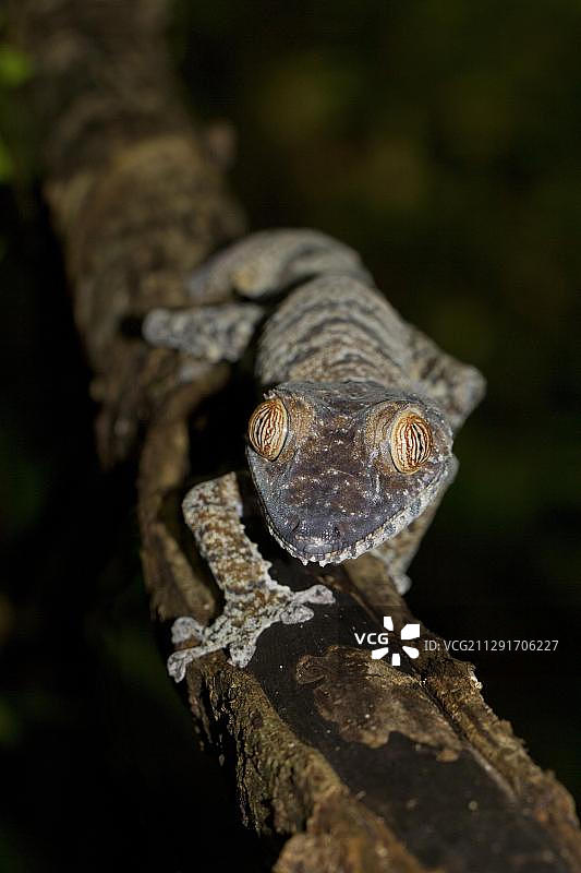 马达加斯加芒加贝岛的普通平尾壁虎图片素材