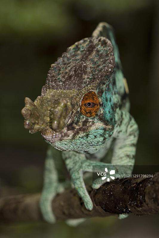 东部马达加斯加的帕森变色龙图片素材