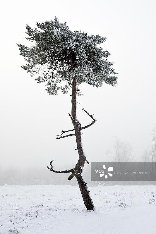 德国绍尔兰温特贝格的雾中松树图片素材